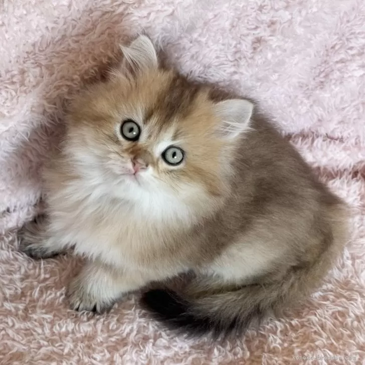 ID:2501-00305の子猫