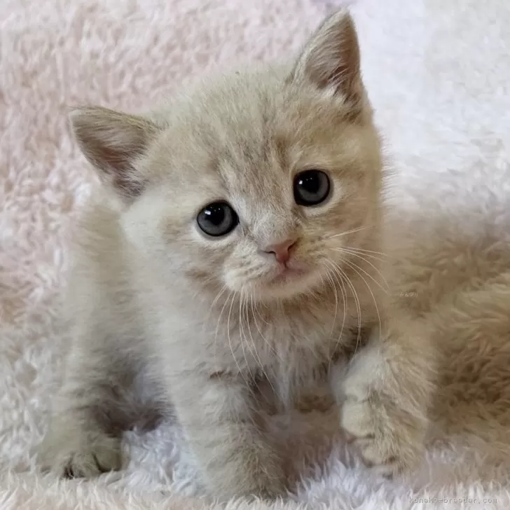 ID:2502-00596の子猫