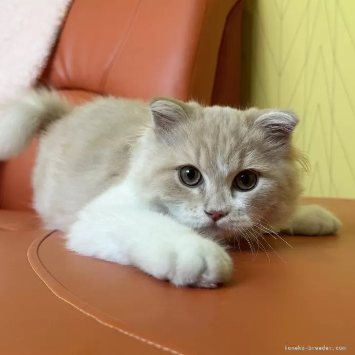 ID：2508-01359の子猫