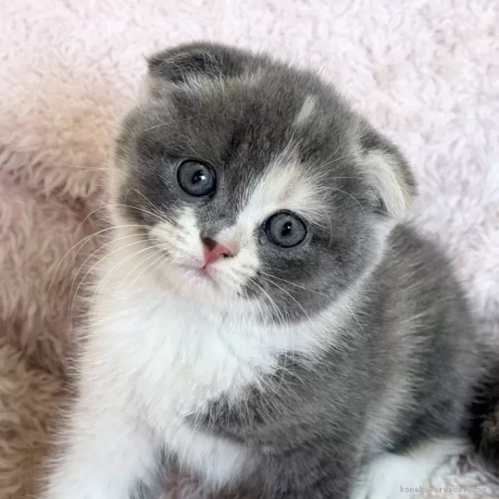 ID：2501-00839の子猫