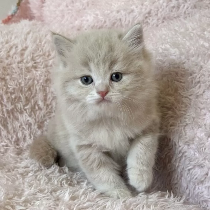 ID:2505-01073の子猫