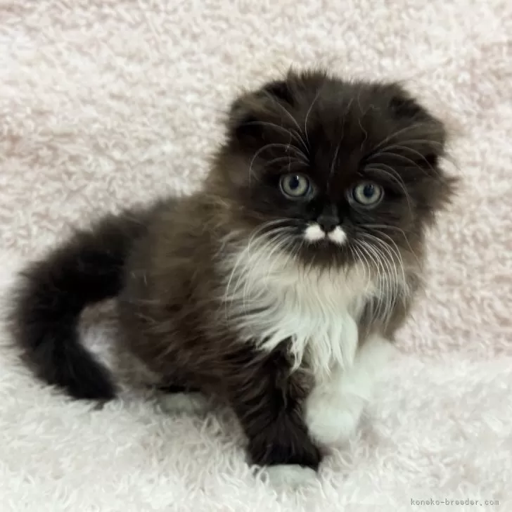 スコティッシュフォールド(折れ耳)【三重県・女の子・2026年1月29日・ブラック&amp;ホワイト】の写真1