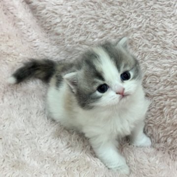 スコティッシュフォールド(立ち耳)【三重県・女の子・2026年1月23日・ダイリュートキャリコ】の写真「かわいい女の子🩷」