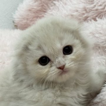 スコティッシュフォールド(折れ耳)【三重県・女の子・2024年11月25日・クリームタビー】の写真「くりくりお目目のかわいい子です🧡」