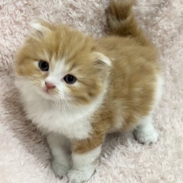スコティッシュフォールド(折れ耳)【三重県・男の子・2024年12月25日・レッドタビー&ホワイト】の写真「かわいい男の子です☆」