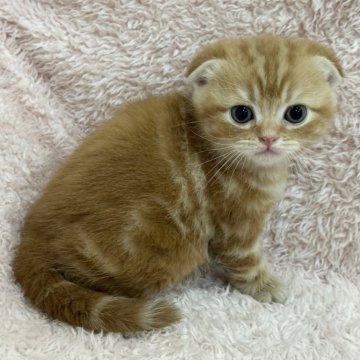 スコティッシュフォールド(折れ耳)【三重県・男の子・2026年1月11日・レッドタビー】の写真「おめめもお顔もまん丸くんです💙」