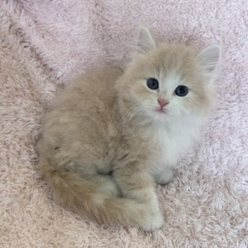 スコティッシュフォールド(立ち耳)【三重県・男の子・2025年5月12日・クリーム&ホワイト】の写真「ぶわもこちゃんです🩵」