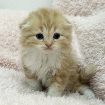 スコティッシュフォールド(折れ耳)【三重県・男の子・2025年9月15日・レッドタビー&ホワイト】の写真「かわいい男の子です🩵」