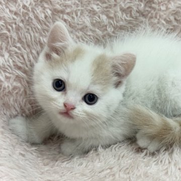 スコティッシュフォールド(立ち耳)【三重県・男の子・2025年9月11日・クリームタビー&ホワイト】の写真「かわいい男の子です💜」