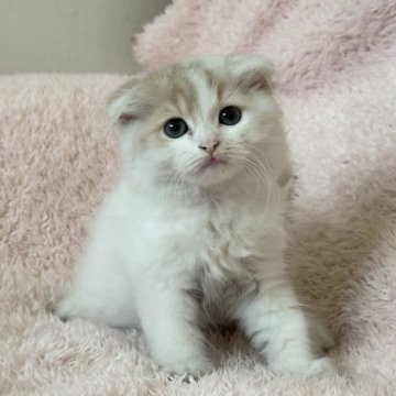 スコティッシュフォールド(折れ耳)【三重県・男の子・2025年5月12日・クリーム&ホワイト】の写真「かわいい男の子💚」