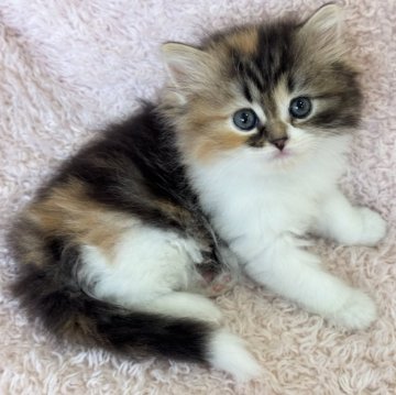 スコティッシュフォールド(立ち耳)【三重県・女の子・2025年6月9日・キャリコ】の写真「美人さんです🩷」