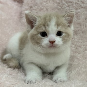 スコティッシュフォールド(立ち耳)【三重県・男の子・2025年1月25日・クリーム&ホワイト】の写真「まん丸なお顔がとってもかわいいです🩵」