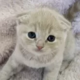 スコティッシュフォールド(折れ耳)【三重県・女の子・2024年12月30日・クリームタビー】の写真1