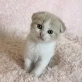 スコティッシュフォールド(折れ耳)