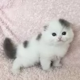 スコティッシュフォールド(折れ耳)