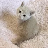 スコティッシュフォールド(折れ耳)