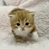 スコティッシュフォールド(立ち耳)