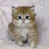 ブリティッシュショートヘア