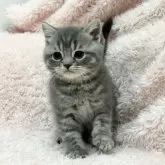 スコティッシュフォールド(立ち耳)