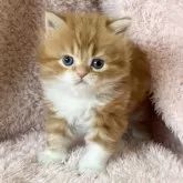 スコティッシュフォールド(立ち耳)