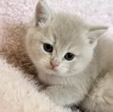 スコティッシュフォールド(立ち耳)【三重県・男の子・2025年1月30日・クリーム】の写真1