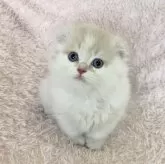 スコティッシュフォールド(折れ耳)