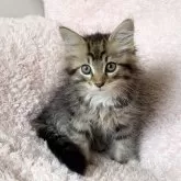 サイベリアン【三重県・女の子・2025年3月30日・ブラウンタビー&ホワイト】の写真1