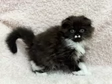 スコティッシュフォールド(折れ耳)【三重県・女の子・2026年1月29日・ブラック&ホワイト】の写真2