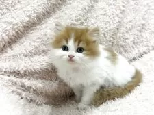 スコティッシュフォールド(立ち耳)【三重県・男の子・2025年3月31日・レッドタビー&ホワイト】の写真2