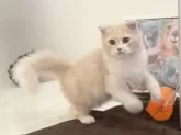 スコティッシュフォールド(折れ耳)【三重県・男の子・2025年2月22日・クリームタビー&ホワイト】の写真3