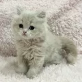 スコティッシュフォールド(立ち耳)【三重県・女の子・2025年9月15日・クリームタビー&ホワイト】の写真6