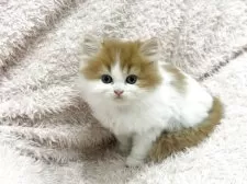 スコティッシュフォールド(立ち耳)【三重県・男の子・2025年3月31日・レッドタビー&ホワイト】の写真3