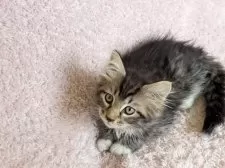 サイベリアン【三重県・女の子・2025年3月30日・ブラウンタビー&ホワイト】の写真3