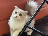 スコティッシュフォールド(折れ耳)【三重県・男の子・2025年2月22日・クリームタビー&ホワイト】の写真4