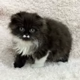 スコティッシュフォールド(折れ耳)【三重県・女の子・2026年1月29日・ブラック&ホワイト】の写真4