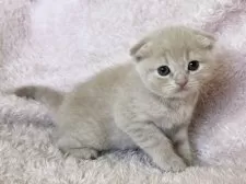 スコティッシュフォールド(折れ耳)【三重県・女の子・2024年12月30日・クリームタビー】の写真4