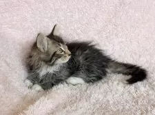 サイベリアン【三重県・女の子・2025年3月30日・ブラウンタビー&ホワイト】の写真5