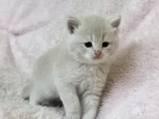 スコティッシュフォールド(立ち耳)【三重県・男の子・2025年1月30日・クリーム】の写真9