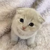 スコティッシュフォールド(折れ耳)【三重県・女の子・2024年12月30日・クリームタビー】の写真5