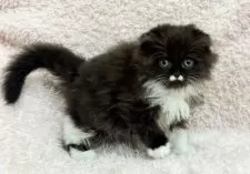 スコティッシュフォールド(折れ耳)【三重県・女の子・2026年1月29日・ブラック&ホワイト】の写真6