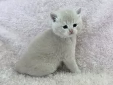 スコティッシュフォールド(立ち耳)【三重県・男の子・2025年1月30日・クリーム】の写真10