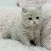 スコティッシュフォールド(立ち耳)【三重県・女の子・2025年9月15日・クリームタビー&ホワイト】の写真9