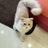 スコティッシュフォールド(折れ耳)【三重県・男の子・2025年2月22日・クリームタビー&ホワイト】の写真6