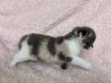 スコティッシュフォールド(折れ耳)【三重県・女の子・2024年12月4日・ダイリュートキャリコ】の写真15