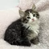 サイベリアン【三重県・男の子・2025年2月17日・ブラウンタビー&ホワイト】の写真6