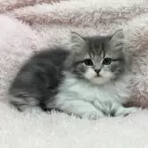 スコティッシュフォールド(立ち耳)【三重県・女の子・2024年11月25日・ブルータビー&ホワイト】の写真6