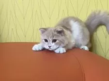 スコティッシュフォールド(折れ耳)【三重県・男の子・2025年2月22日・クリームタビー&ホワイト】の写真7