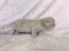 スコティッシュフォールド(折れ耳)【三重県・女の子・2024年12月30日・クリームタビー】の写真7