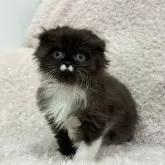 スコティッシュフォールド(折れ耳)【三重県・女の子・2026年1月29日・ブラック&ホワイト】の写真7