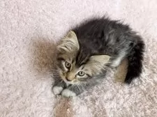 サイベリアン【三重県・女の子・2025年3月30日・ブラウンタビー&ホワイト】の写真7